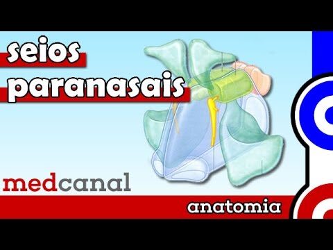Entendendo os Seios Etmoidais: Funções e Importância na Saúde Nasal