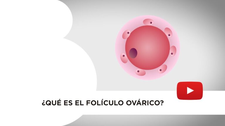Entendendo o F&oacute;lico no Ov&aacute;rio: Fun&ccedil;&otilde;es e Import&acirc;ncia