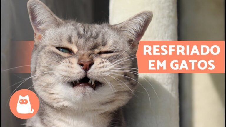 Onde Encontrar Guaco em Portugal: Dicas e Locais Essenciais
