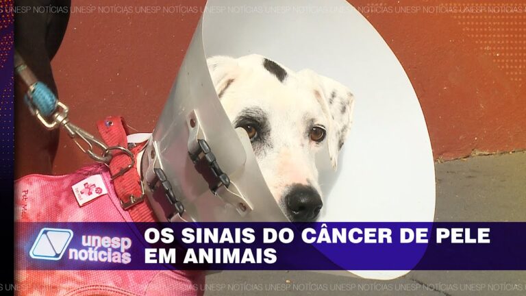 Tumores em Cães: Importância das Fotos para Diagnóstico e Tratamento