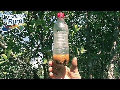 Como Acabar com a Mosca da Fruta de Forma Eficaz