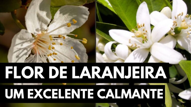 Ch&aacute; de Flor de Laranjeira: Contraindica&ccedil;&otilde;es e Cuidados