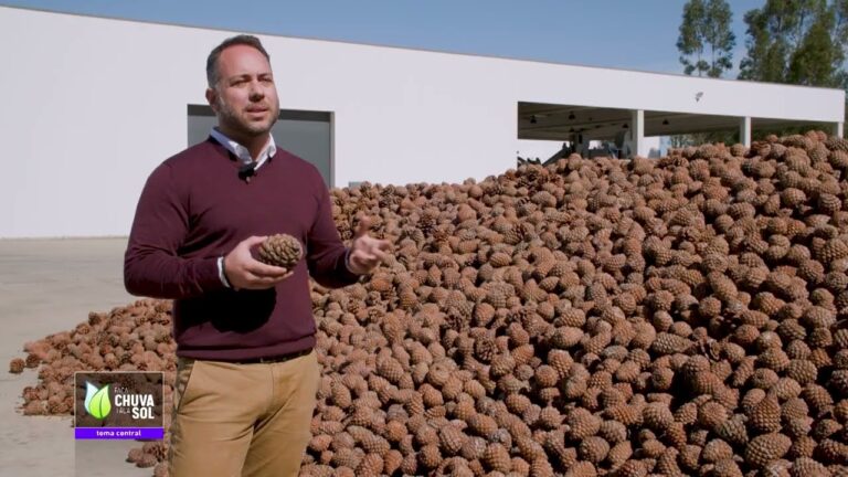 Del&iacute;cias do Miolo de Pinh&atilde;o: Sabores e Benef&iacute;cios