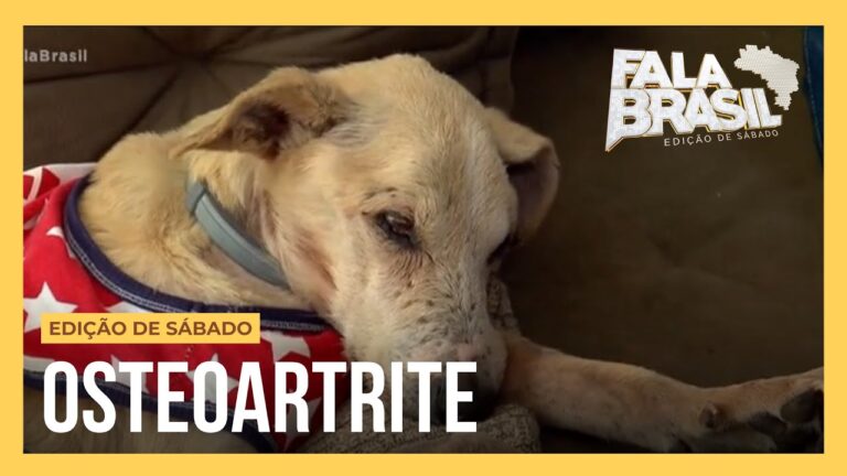 Osteoporose Canina: Causas, Sintomas e Preven&ccedil;&atilde;o