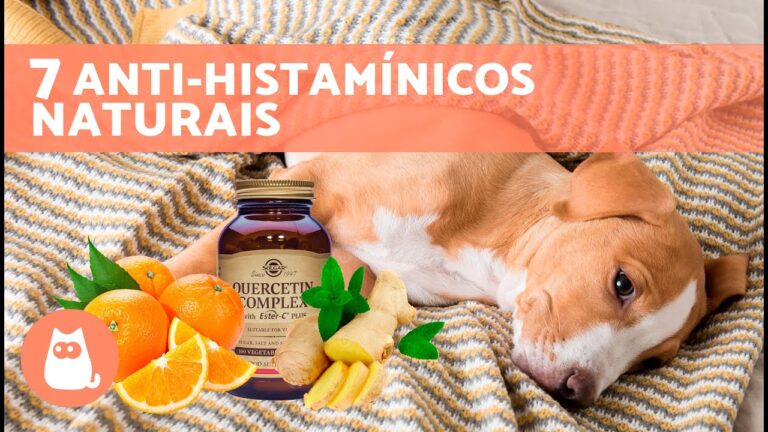 Rem&eacute;dios Caseiros Eficazes para Coceira em C&atilde;es