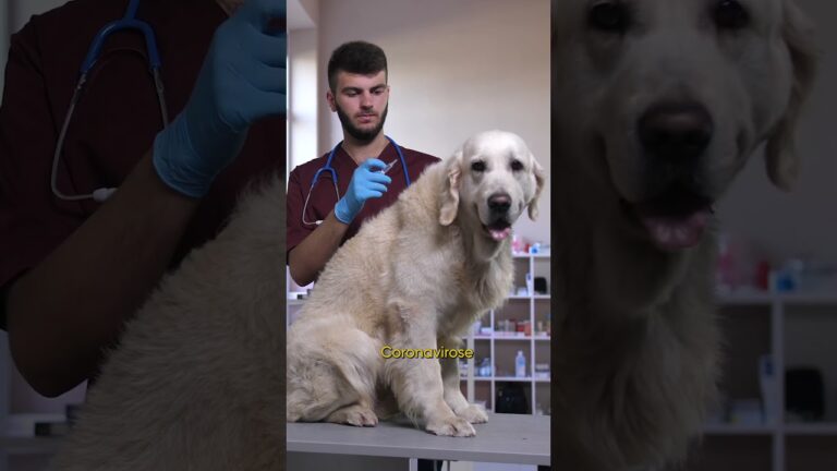 Vacina contra Parvov&iacute;rus: Protegendo a Sa&uacute;de Canina