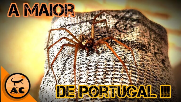Aranha Verde: A Fascinante Esp&eacute;cie de Portugal