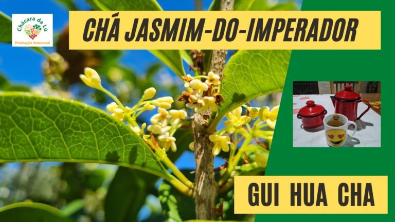 Ch&aacute; de Jasmim: Descubra a Presen&ccedil;a de Cafe&iacute;na