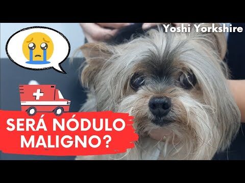 Custo da Citologia Aspirativa: O Que Você Precisa Saber