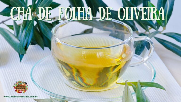 Cha de Oliveira: Benef&iacute;cios das Folhas Verdes e Secas