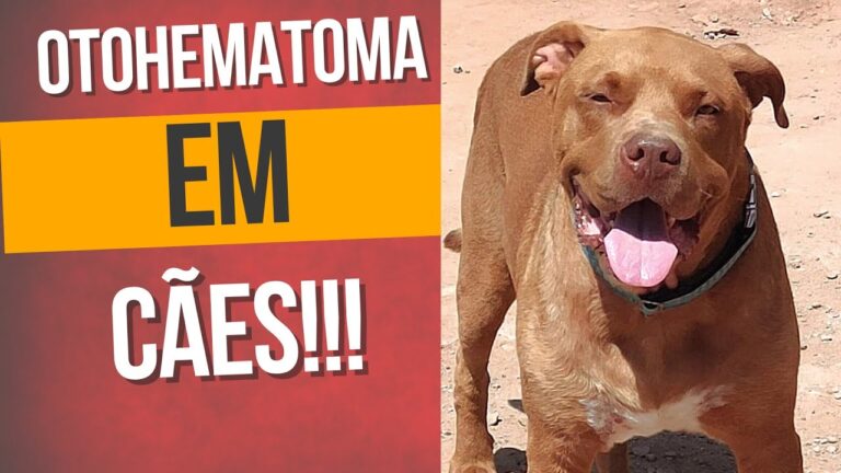 Tratamento Caseiro para Otohematoma: Solu&ccedil;&otilde;es Eficazes