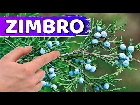 Zimbro: A &Aacute;rvore Vers&aacute;til e Sustent&aacute;vel