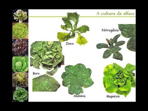 Valor Nutricional do Alface: Benefícios e Propriedades